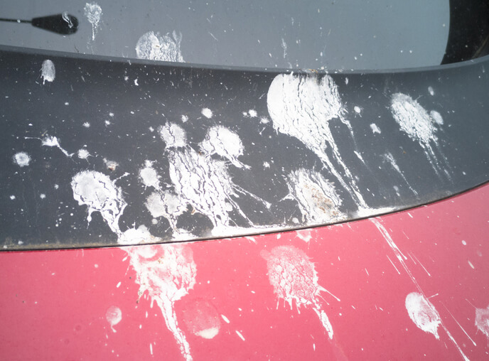 dirty car with bird poop needs a car wash