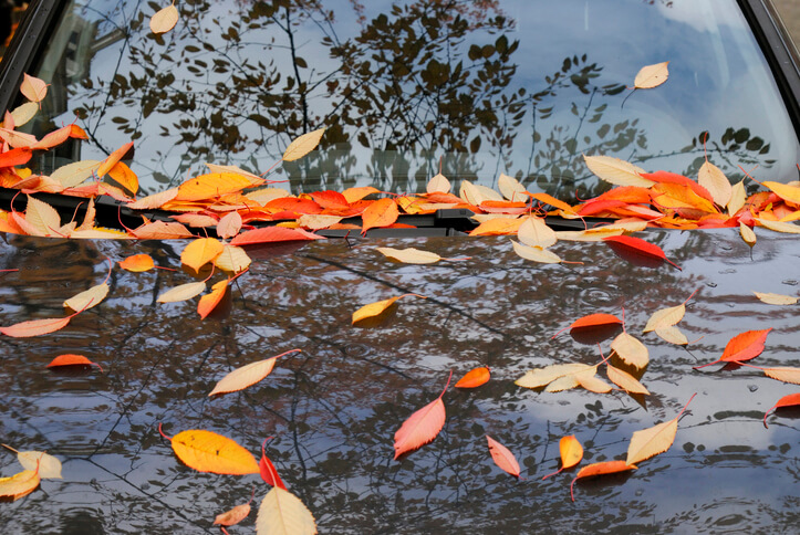 fallen leaves on parked car